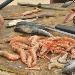 En la costa bonaerense, la temporada más asociada a la pesca de brótola se extiende desde octubre hasta marzo, aunque pueden registrarse capturas fuera de ese período. Y Villa Gesell ya está dando señales positivas. Las brótolas comenzaron a aparecer en sus costas, justamente en las semanas previas a la gran competencia.