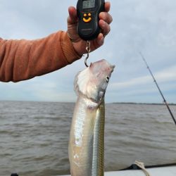 El tamaño de los ejemplares volvió a demostrar que el Río de la Plata conserva una interesante población de pejerreyes de calidad. Varias piezas superaron los 40 cm, mientras que el ejemplar de 970 g, se convirtió en el gran protagonista de la jornada.