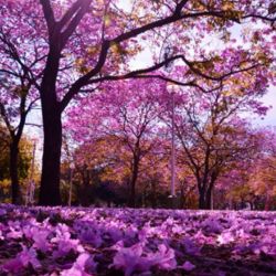 La primavera es una de las estaciones más esperadas por los argentinos.