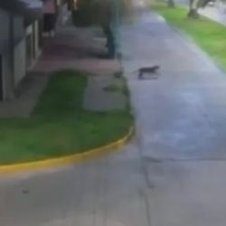 El felino fue visto caminando en pleno centro de Bolívar.