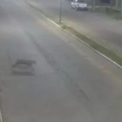 El felino desapareció sin dejar rastro alguno.