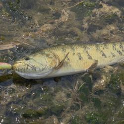 Las imágenes de la salida sirven, en este caso, para dimensionar la belleza del paisaje y la calidad de pesca que ofrece actualmente este sector del río Utis.