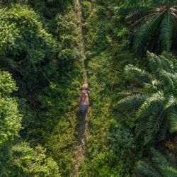 Esta fotografía, tomada el 24 de agosto de 2026, muestra a un elefante macho salvaje de Borneo desplazándose por la selva cerca de una plantación de aceite de palma en Sukau, una pequeña localidad próxima a Sandakan, en el estado de Sabah (isla de Borneo). En lo profundo de la selva malasia de Borneo, resuenan gritos en el aire, seguidos de un fuerte estruendo cuando un elefante de Borneo recibe un dardo tranquilizante y su enfurecida manada se agrupa para protegerlo. (Foto de Mohd Rasfan / AFP) | Foto:AFP