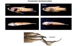 Descubren una nueva especie de pez en arroyos bonaerenses