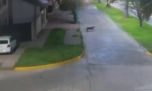 Un puma suelto tiene en vilo a la población de la localidad bonaerense de Bolívar 