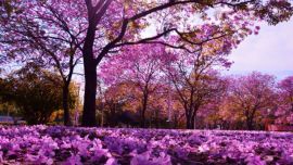 La primavera es una de las estaciones más esperadas por los argentinos.