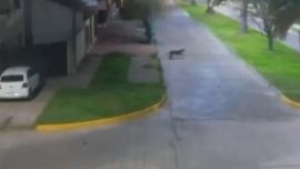 El felino fue visto caminando en pleno centro de Bolívar.