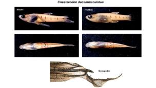 2109_pesca