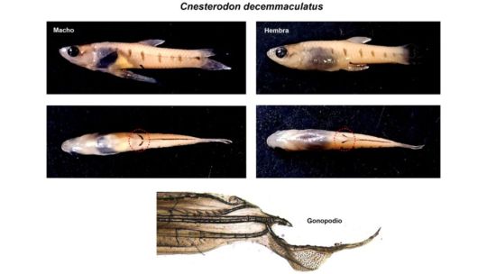 Descubren una nueva especie de pez en arroyos bonaerenses 