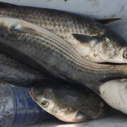El temporal posterior modificará seguramente las condiciones y habrá que esperar para comprobar cómo responde la albufera una vez que el ambiente vuelva a estabilizarse. Sin embargo, las primeras capturas dejaron en claro que la lisa ya es alternativa en Mar Chiquita. 