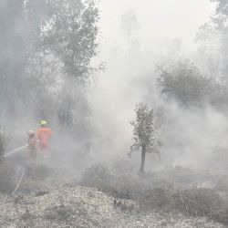 Bomberos extinguen incendios forestales y de vegetación en Banjar, Kalimantan del Sur. Una bruma tóxica ha cubierto partes de Indonesia, Malasia y Singapur durante semanas, mientras Yakarta lucha por contener los incendios que han arrasado grandes extensiones de Borneo y Sumatra, con el humo desplazándose por toda la región. | Foto:MUDA SAGALA / AFP
