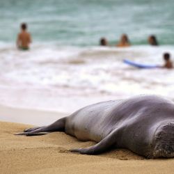Una foca monje de Hawái descansa en la orilla mientras bañistas nadan en White Plains Beach, en Ewa Beach, Hawái. | Foto:Michelle Bir / AFP