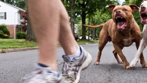 Perros peligrosos