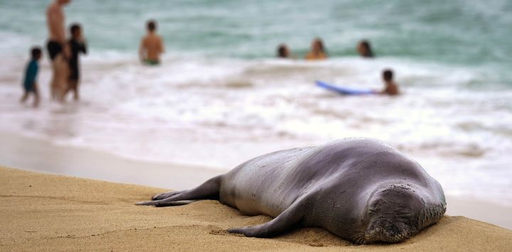 Una foca monje de Hawái descansa en la orilla mientras bañistas nadan en White Plains Beach, en Ewa Beach, Hawái.