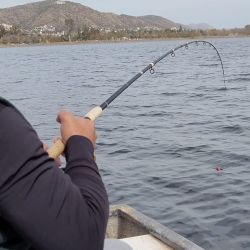Si bien el pejerrey permanece prohibido, la actividad pesquera no queda suspendida para todas las especies. Por lo tanto, continúa habilitada la pesca de especies como carpa, tararira, dientudo y distintas variedades de bagres y mojarras, aunque siempre de acuerdo con los cupos, modalidades y condiciones establecidos para cada embalse o laguna.