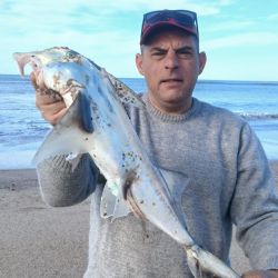 La escollera cero respondió con una variada actividad, ya que aparecieron corvinas, gallos, chuchos, gatuzos y numerosos bagres.