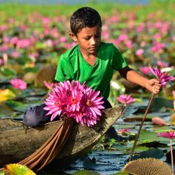 Imagen de un joven cosechando lirios de agua, en el distrito de Barishal, en el sur de Bangladesh. El cultivo y la comercialización de lirios de agua proporcionan una importante fuente de sustento para muchos aldeanos locales, y la cosecha suministra a los mercados de todo el país. | Foto:Xinhua/Habibur Rahman
