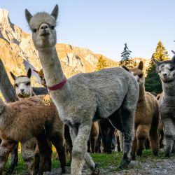Las alpacas pertenecientes a las familias de los criadores Arnold y Toni Luginbuehl y a Uli Lippl son trasladadas al valle al amanecer durante el tradicional alpabzug, una festividad suiza que marca el regreso de los rebaños desde los pastos de montaña, en la zona de Griesalp, sobre Kiental. | Foto:FABRICE COFFRINI / AFP