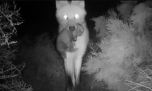 Te presentamos a los 4 cachorros de aguará guazú que nacieron en el Parque Nacional Ansenuza