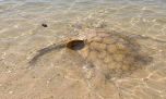 Pescadores en alerta por las rayas en el Bermejo: cómo evitar accidentes al ingresar al agua