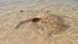 Pescadores en alerta por las rayas en el Bermejo: cómo evitar accidentes al ingresar al agua