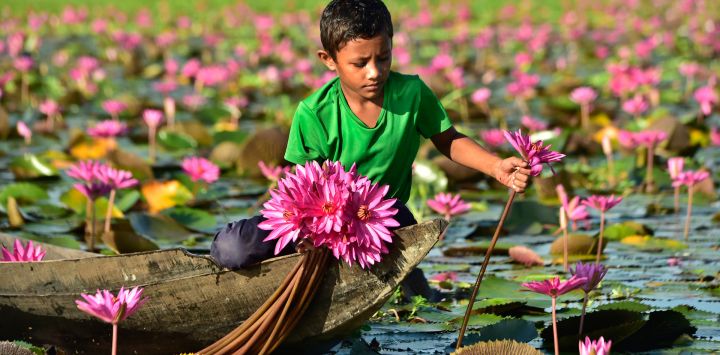 Imagen de un joven cosechando lirios de agua, en el distrito de Barishal, en el sur de Bangladesh. El cultivo y la comercialización de lirios de agua proporcionan una importante fuente de sustento para muchos aldeanos locales, y la cosecha suministra a los mercados de todo el país.