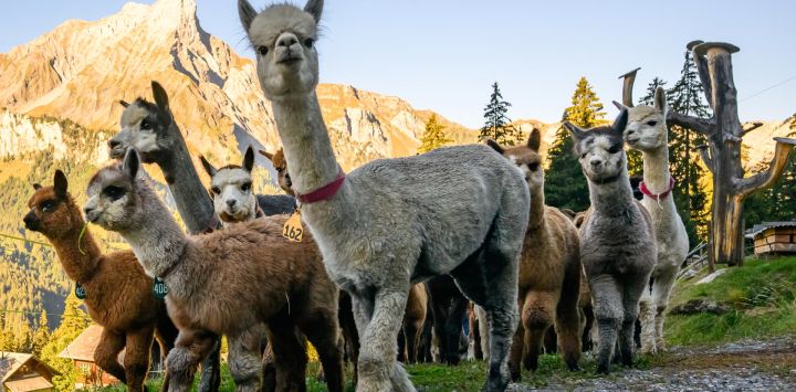 Las alpacas pertenecientes a las familias de los criadores Arnold y Toni Luginbuehl y a Uli Lippl son trasladadas al valle al amanecer durante el tradicional alpabzug, una festividad suiza que marca el regreso de los rebaños desde los pastos de montaña, en la zona de Griesalp, sobre Kiental.