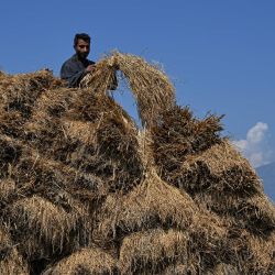 Un agricultor trabaja en un arrozal a las afueras de Srinagar, India. | Foto:TAUSEEF MUSTAFA / AFP