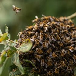 Un enjambre de abejas carniolas se agrupa en la rama de un árbol en Bouleuse, en el noreste de Francia. En medio de campos resecos, destaca un parche de flores donde las abejas buscan alimento a mediados de agosto: en el departamento del Marne, un agricultor ha apostado por plantar leguminosas resistentes que regeneran el suelo y ofrecen un oasis para la biodiversidad. | Foto:SAMEER Al-DOUMY / AFP