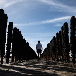 Un hombre camina entre estacas de madera cubiertas de mejillones en la granja de cultivo de mariscos EARL Maine père & fils, frente a la costa de Bricqueville-sur-Mer, en el noroeste de Francia. Los cultivos de mejillones franceses se han visto gravemente afectados por las olas de calor y la sequía los ha privado de nutrientes; la producción francesa de mejillones cayó una cuarta parte durante el verano de 2026, según expertos del sector, quienes afrontan el futuro con incertidumbre. | Foto:Guillaume Saligot / AFP