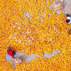 Vista aérea tomada con un dron de agricultores secando maíz al aire, en la aldea de Dongjie de la ciudad de Shangqiu, en la provincia de Henan, en el centro de China. | Foto:Xinhua/Wang Gaochao