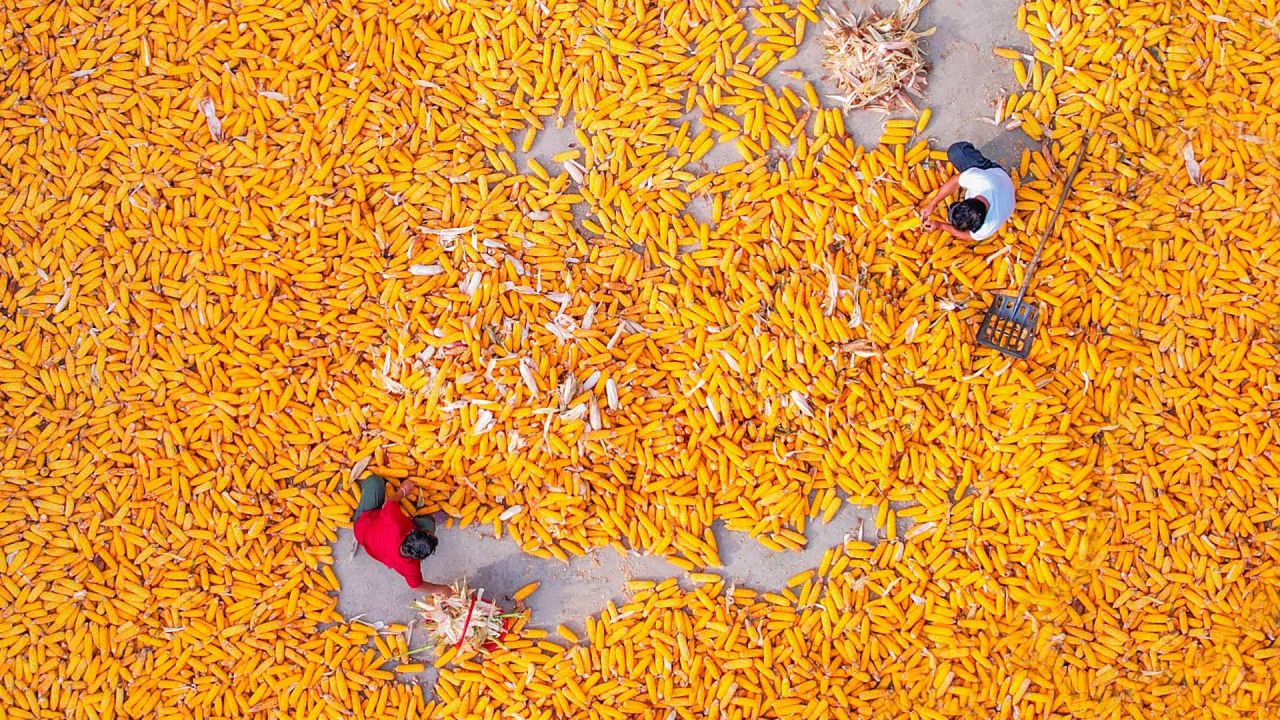 Vista aérea tomada con un dron de agricultores secando maíz al aire, en la aldea de Dongjie de la ciudad de Shangqiu, en la provincia de Henan, en el centro de China. | Foto:Xinhua/Wang Gaochao