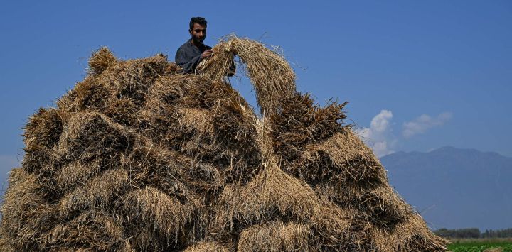 Un agricultor trabaja en un arrozal a las afueras de Srinagar, India.