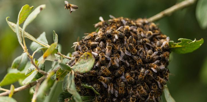 Un enjambre de abejas carniolas se agrupa en la rama de un árbol en Bouleuse, en el noreste de Francia. En medio de campos resecos, destaca un parche de flores donde las abejas buscan alimento a mediados de agosto: en el departamento del Marne, un agricultor ha apostado por plantar leguminosas resistentes que regeneran el suelo y ofrecen un oasis para la biodiversidad.