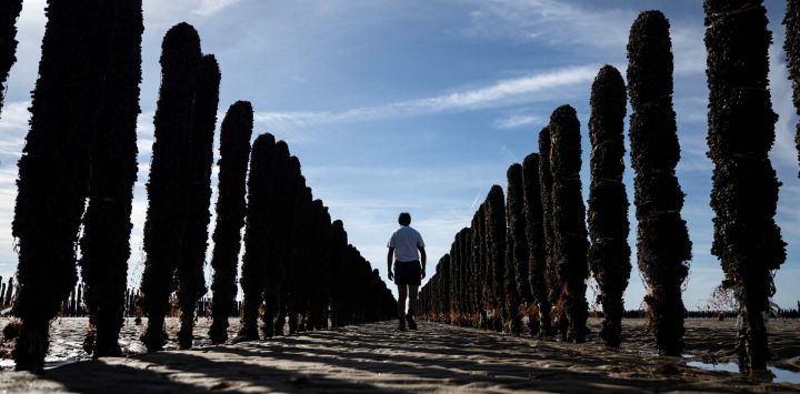 Un hombre camina entre estacas de madera cubiertas de mejillones en la granja de cultivo de mariscos EARL Maine père & fils, frente a la costa de Bricqueville-sur-Mer, en el noroeste de Francia. Los cultivos de mejillones franceses se han visto gravemente afectados por las olas de calor y la sequía los ha privado de nutrientes; la producción francesa de mejillones cayó una cuarta parte durante el verano de 2026, según expertos del sector, quienes afrontan el futuro con incertidumbre.