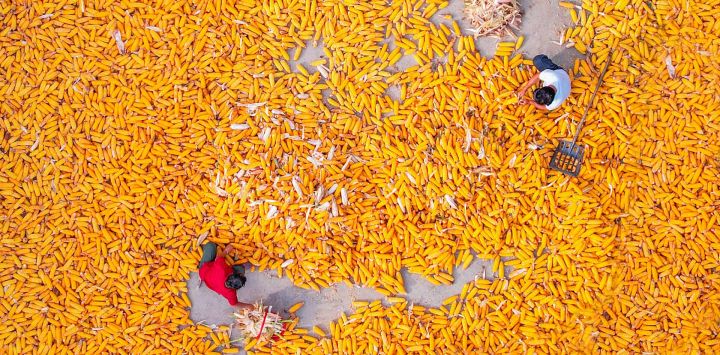 Vista aérea tomada con un dron de agricultores secando maíz al aire, en la aldea de Dongjie de la ciudad de Shangqiu, en la provincia de Henan, en el centro de China.