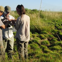 Aves Argentinas abrió las convocatorias para sumar voluntarios a 4 proyectos que se desarrollan desde los pastizales pampeanos hasta el Bosque Atlántico argentino. 