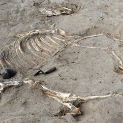 El esqueleto del caballo tal como fue hallado dentro de la antigua fortaleza egipcia.