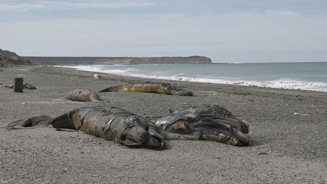 Investigators probe deaths of hundreds of whales in Patagonia