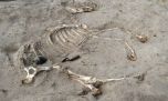 Encuentran el esqueleto de un milenario caballo egipcio en notable estado de conservación
