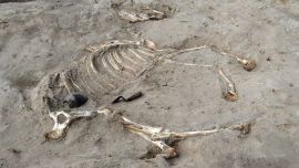 El esqueleto del caballo tal como fue hallado dentro de la antigua fortaleza egipcia.