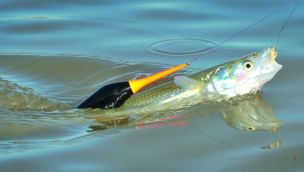 2509_pesca