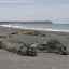Investigators probe deaths of hundreds of whales in Patagonia