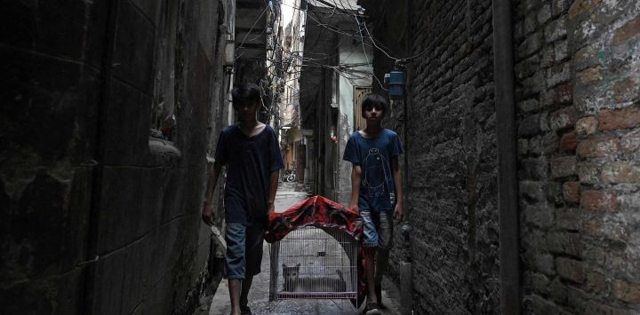 Unos niños transportan un gato en una jaula por una calle estrecha de la ciudad vieja de Rawalpindi, Pakistán.