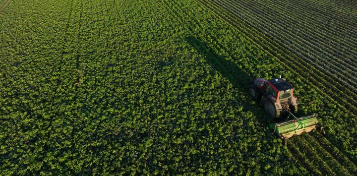 Vista aérea tomada con un dron de un conductor retirando matas de papá para preparar la próxima cosecha en el campo de una granja del Grupo Beidahuang, en la provincia de Heilongjiang, en el noreste de China.