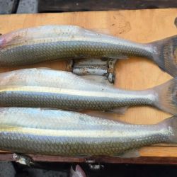 Una jornada provechosa en una condición de domingo difícil, pero que demuestra que cuando el pescador sabe leer el ámbito, los resultados pueden ser extraordinarios. 