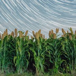 Imagen de un campo de sorgo bajo el cielo estrellado, en el distrito de Tangyuan, en la provincia de Heilongjiang, en el noreste de China. | Foto:Xinhua/Chen Zhiguo
