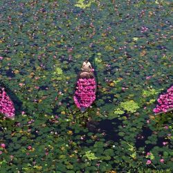 Vista aérea tomada con un dron de agricultores cosechando lirios de agua, en el distrito de Barishal, en el sur de Bangladesh. El cultivo y la comercialización de lirios de agua proporcionan una importante fuente de sustento para muchos aldeanos locales, y la cosecha suministra a los mercados de todo el país. | Foto:Xinhua/Habibur Rahman