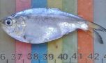 Peces desconocidos y nuevos registros: qué descubrieron investigadores en el río Negro