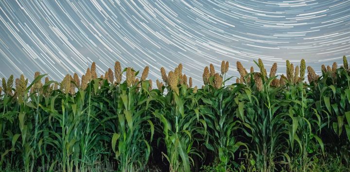 Imagen de un campo de sorgo bajo el cielo estrellado, en el distrito de Tangyuan, en la provincia de Heilongjiang, en el noreste de China.